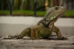 Parque de las Iguanas
