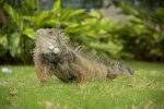 Leguan im Parque Seminario