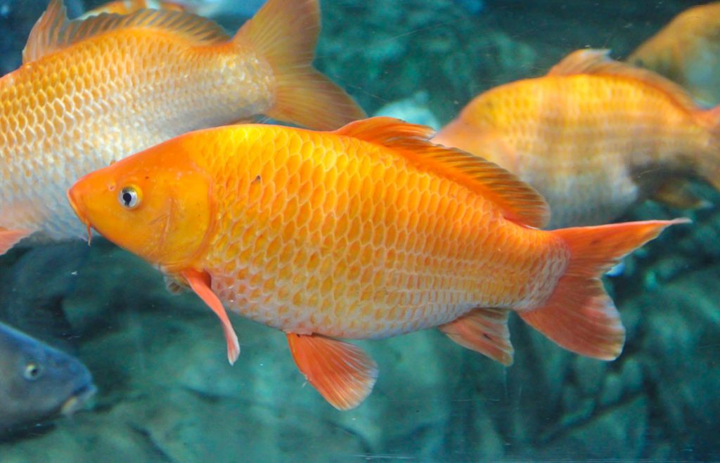 Shanghai Ocean Aquarium