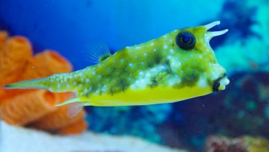 Shanghai Ocean Aquarium