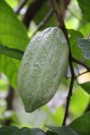 einzelne Kakao-Frucht