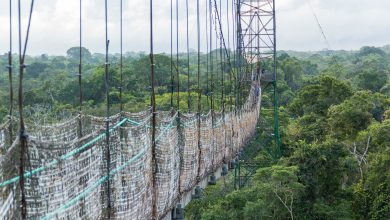 Canopy Walk der Sacha Lodge