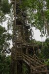 Holzturm am Kapok-Baum