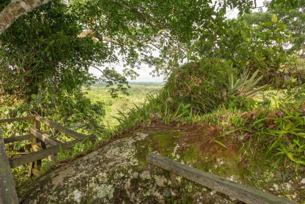 Blick vom Kapok-Turm über en Urwald