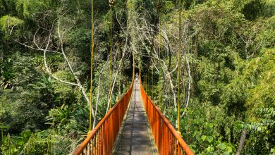 Hängebrücke im botanischen Garten von Quindio