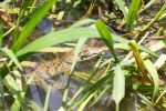 Ein kleiner Aligator