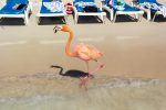Flamingo Beach auf Renaissance Island vor Aruba