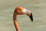 Flamingo am Strand auf Renaissance Island