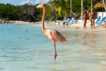 Flamingo Beach auf Renaissance Island vor Aruba