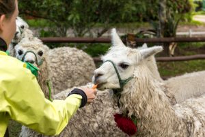 Möhrchen - der ideale Lama-Snack