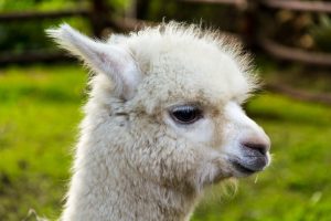 Baby-Lama - die Frisur sitzt