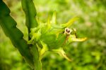 Drachenfrucht - Pitahaya (unreif)