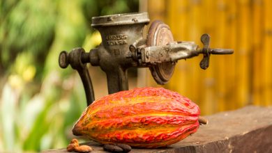 Kakao-Frucht, rohe und geröstete Bohnen in der Hacienda Cacao y Mango