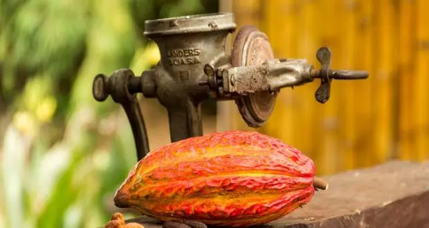 Kakao-Frucht, rohe und geröstete Bohnen in der Hacienda Cacao y Mango