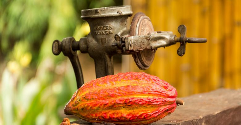 Kakao-Frucht, rohe und geröstete Bohnen in der Hacienda Cacao y Mango