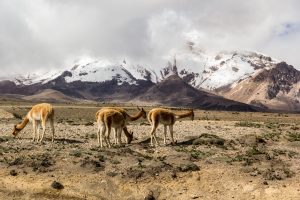 Vicuñas vor dem Chimborazo