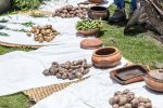 Verschiedene Kartoffelsorten