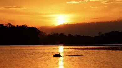 grauer und rosa Flussdelfin im Sonnenuntergang