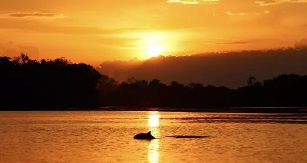 grauer und rosa Flussdelfin im Sonnenuntergang