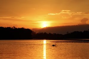 grauer Amazonasdelfin im Sonnenuntergang
