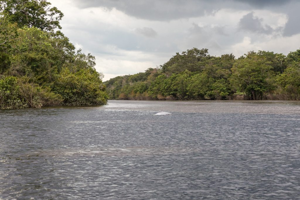 Meeting of the Waters mit einem Amazonas-Flussdelfin