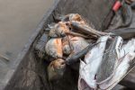 frisch gefangene Piranhas