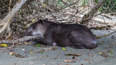 Schlafender Tapir am Strand vom Corcovado Nationalpark