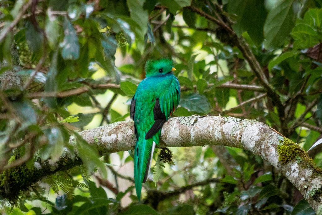 Quetzal nach Abwurf der Schwanzfedern