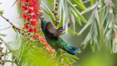 Colibri in Costa Rica
