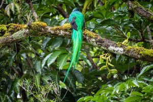 Quetzal mit den charakteristischen Schwanzfedern