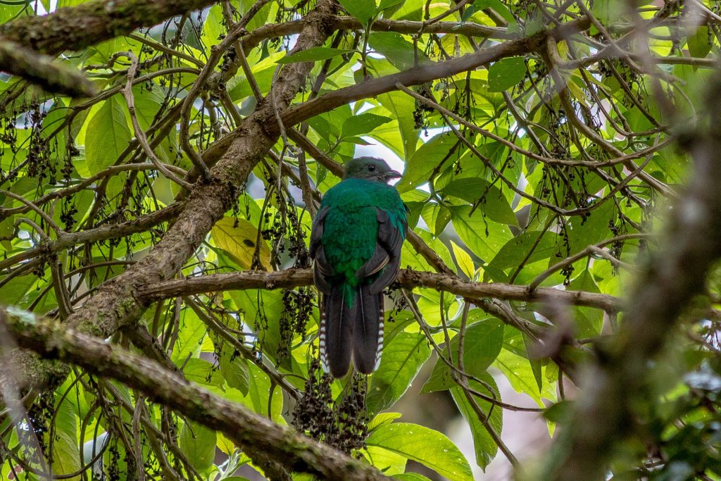 das Quetzal-Weibchen ist weniger farbenprächtig wie das Männchen