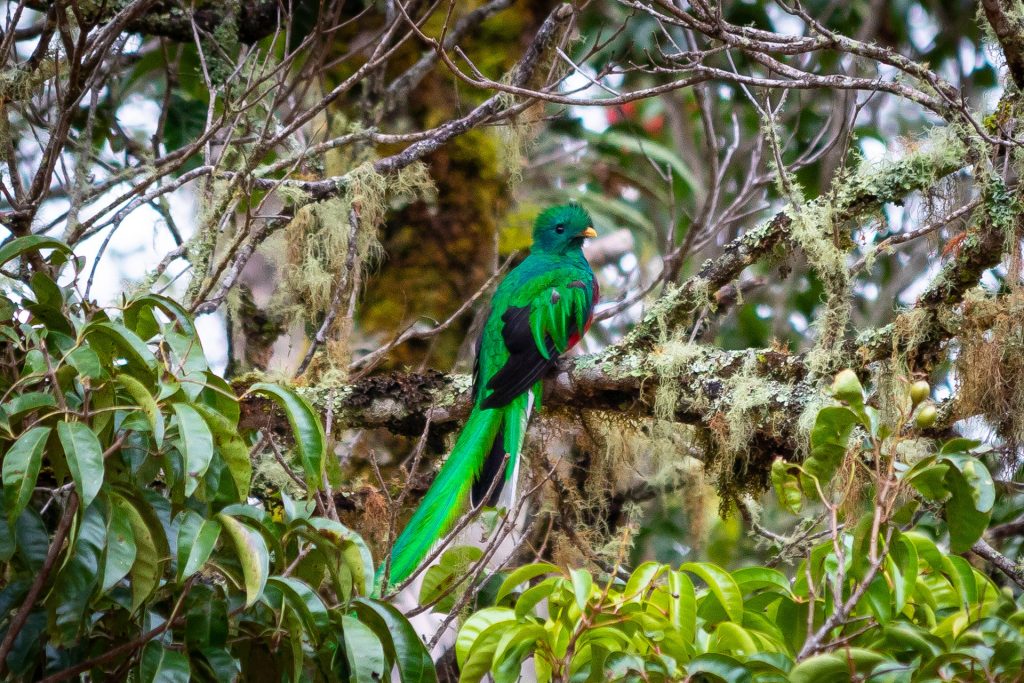 Junger, männlicher Quetzal