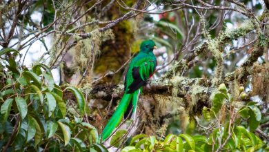 Junger, männlicher Quetzal