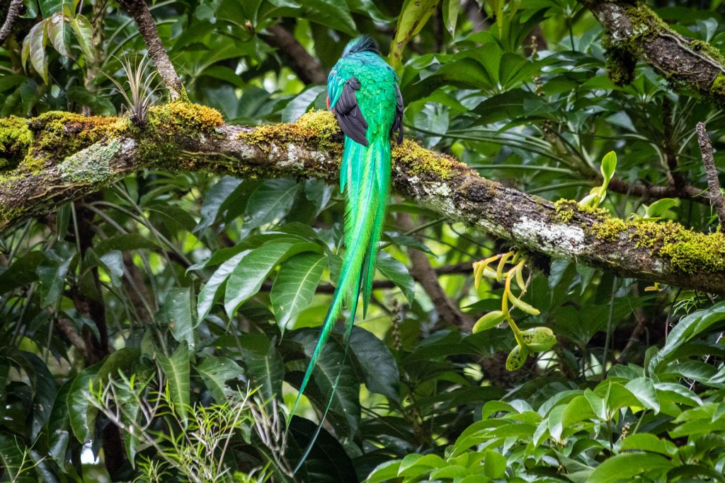 Quetzal - der Göttervogel aus Costa Rica