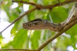 Schlange im Corcovado Nationalpark
