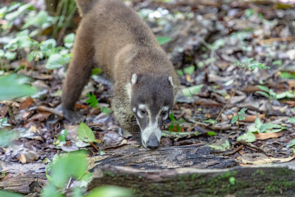 Nasenbär