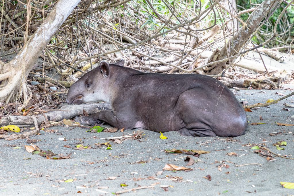 Tapir im Corcovado Nationalpark