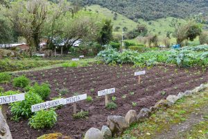 "Farm to Table" in Papallacta