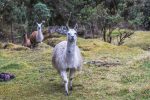 Lama