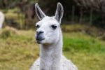 Lama