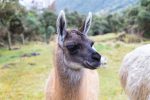 Noch ein Lama