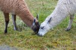 Zwei Lamas bei Papallacta