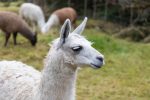 Lama in Ecuador