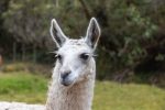 Lamas sind immer fotogen
