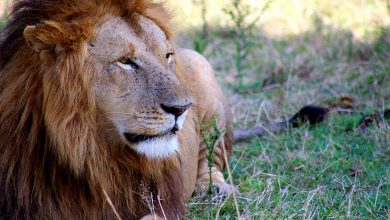 Löwe in der kenianischen Steppe