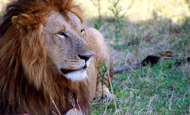 Löwe in der kenianischen Steppe