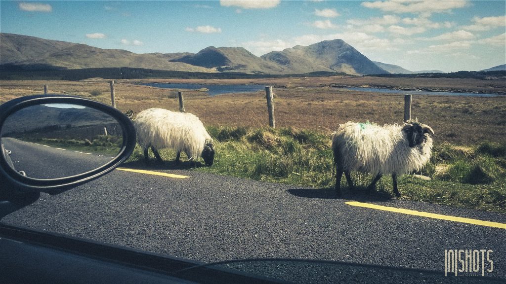 Schafe - in Irland allgegenwärtig