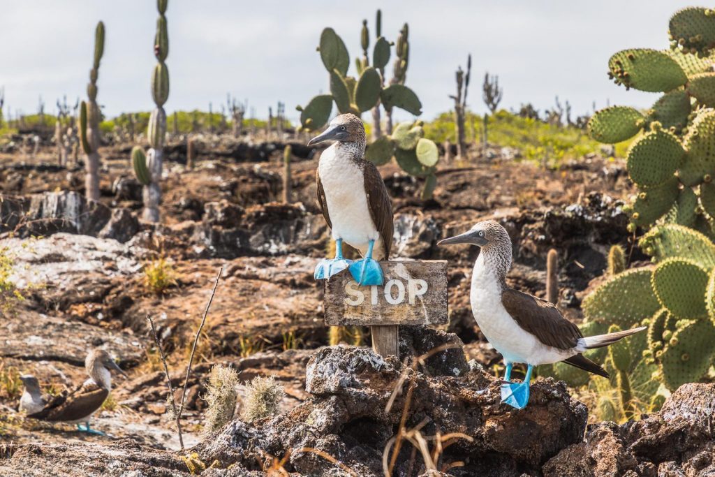 Blaufußtölpel auf Galápagos