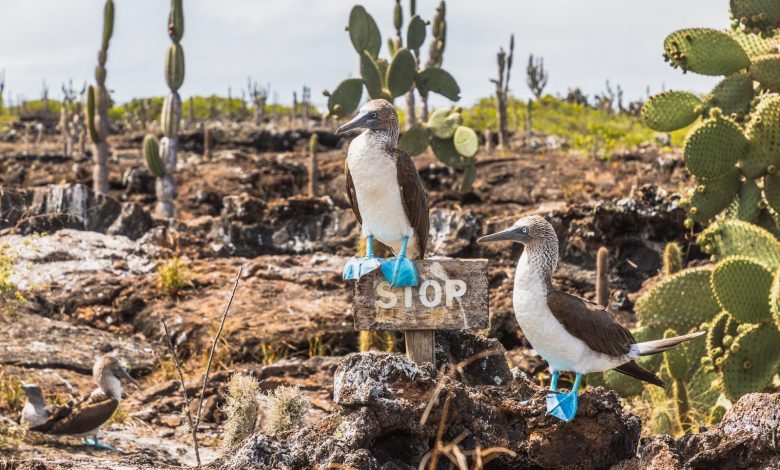 Blaufußtölpel auf Galápagos