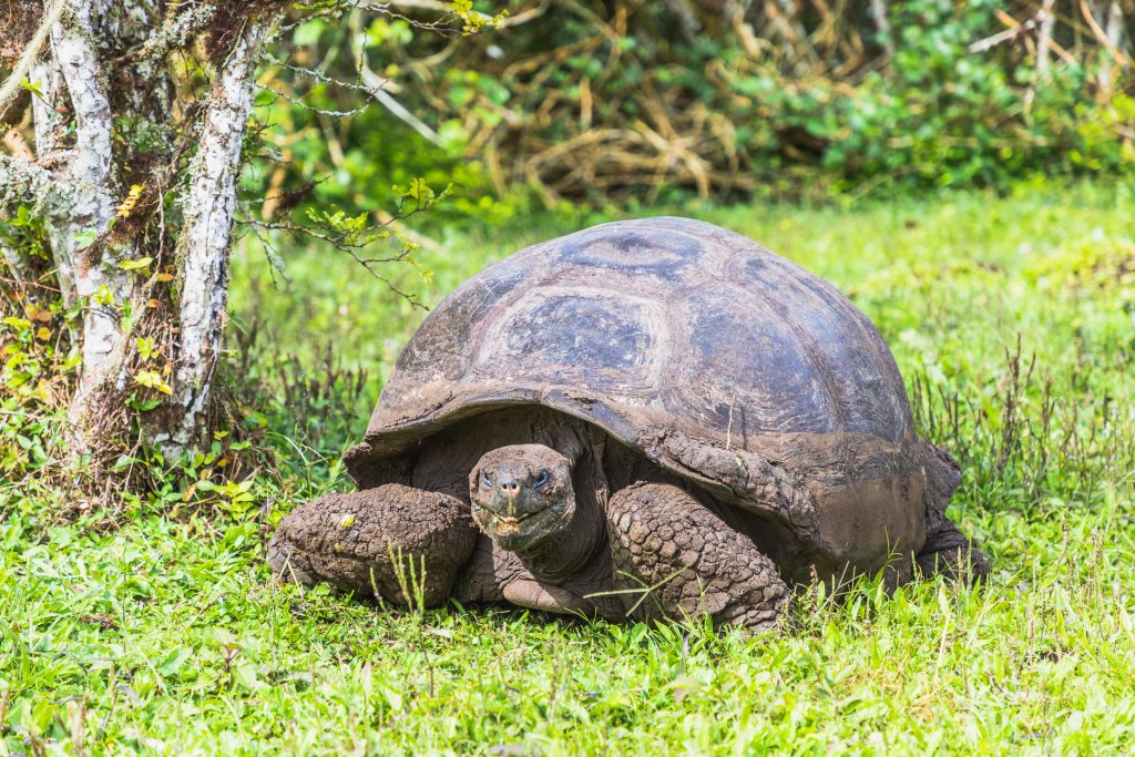 Riesenschildkröte auf Galapagos